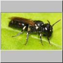 Hylaeus annularis - Maskenbiene w01b 5mm Tongrube OS-Wallenorst-det.jpg